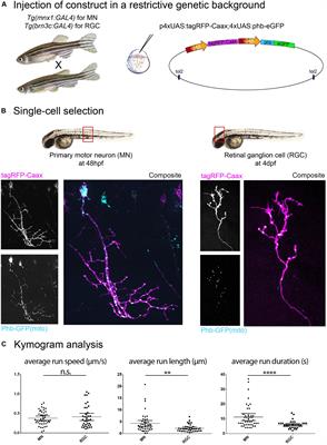 Zebrafish as a Model for the Study of Live in vivo Processive Transport in Neurons